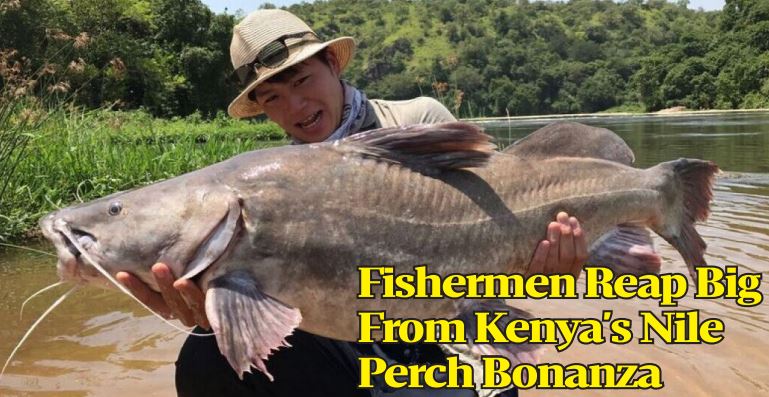 Fishermen Reap Big From Kenya's Nile Perch Bonanza