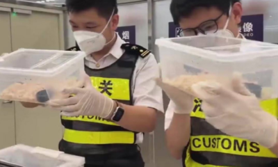 Man Caught Smuggling 100 Live Snakes In China