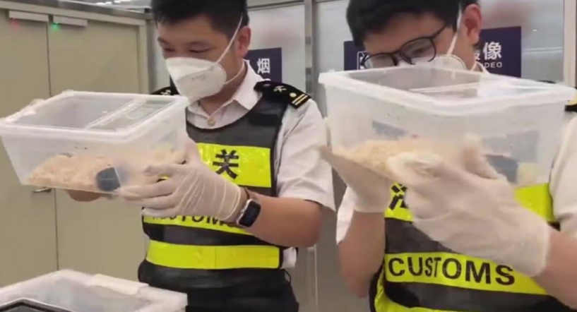 Man Caught Smuggling 100 Live Snakes In China