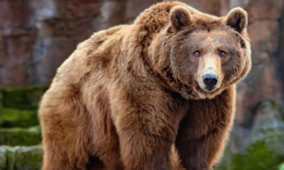 Sweden's Bear Hunt Sparks Outrage As 150 Brown Bears Killed In Two Days