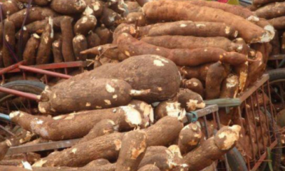 Family Of Seven Dies After Suspected Cassava Poisoning