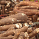 Family Of Seven Dies After Suspected Cassava Poisoning