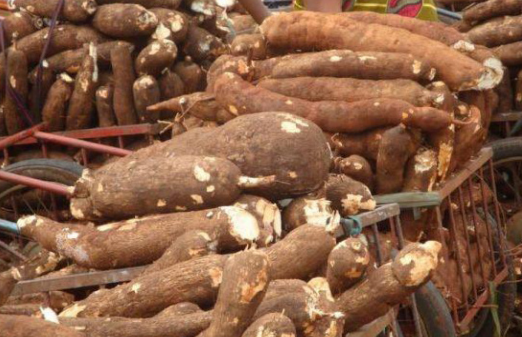 Family Of Seven Dies After Suspected Cassava Poisoning